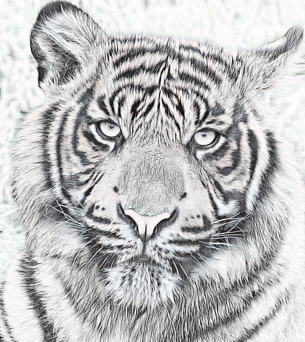 Tiger_0911