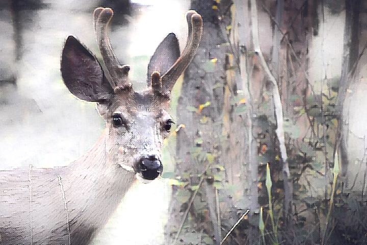 Deer_1213