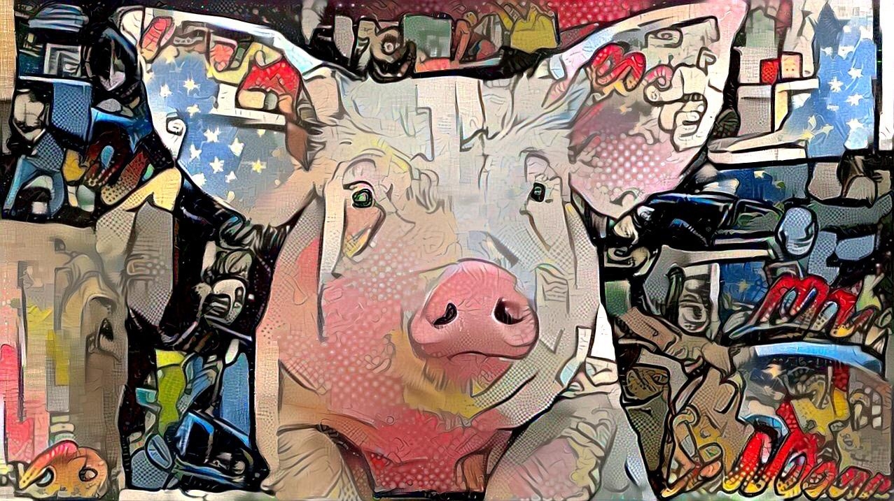 Pig_3679