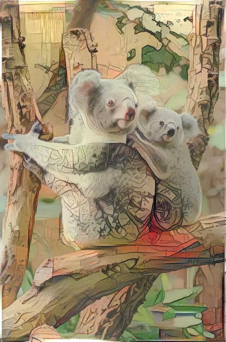 Koala _4825