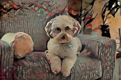 Dog_4651