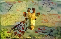 Giraffe _4692