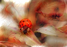 Ladybug_4800