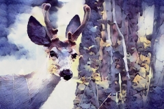Deer_1215