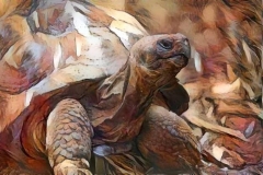 Turtle_2439