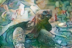 Turtle _2457