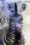 Zebra_4066
