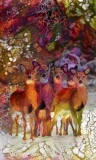 Deer_4393