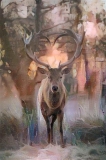 Deer_4401