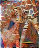 Giraffe _4562