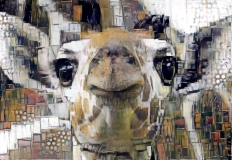 Giraffe _4563