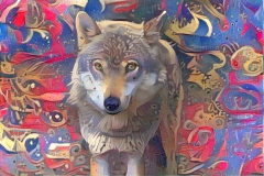 Wolf_4637