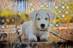 Dog_4646