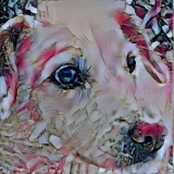 Dog_4660