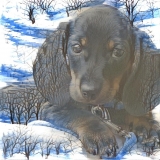 Dog_4672