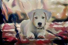 Dog_4677
