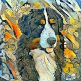 Dog_4678