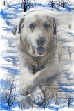 Dog_4681