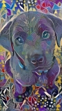 Dog_4820