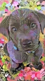 Dog_4824