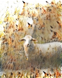 Sheep_4862