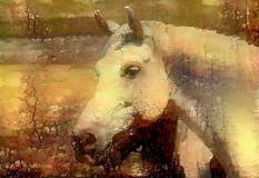 Horse_4883