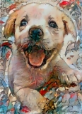 Dog_5048