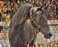 Horse_5142