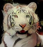 Tiger_5164