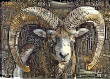 Big horn sheep _5502