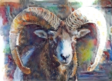 Big horn sheep _5503