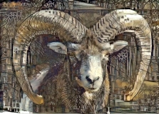 Big horn sheep_5545