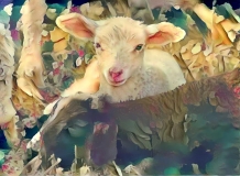 Sheep_5658