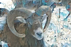 Big horn sheep _5831