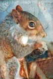 Squirrel _6215
