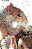 Squirrel _6286