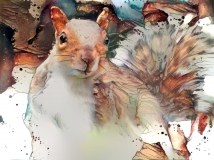 Squirrel _6321