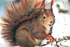 Squirrel _6327