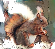 Squirrel _6329
