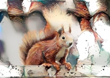 Squirrel _6363