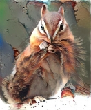 Squirrel _6723