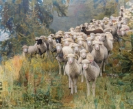 Sheep_6903