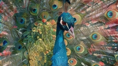 Peacock _6934