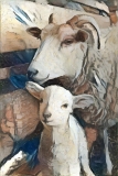 Sheep_7006