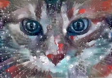 Cat_5238