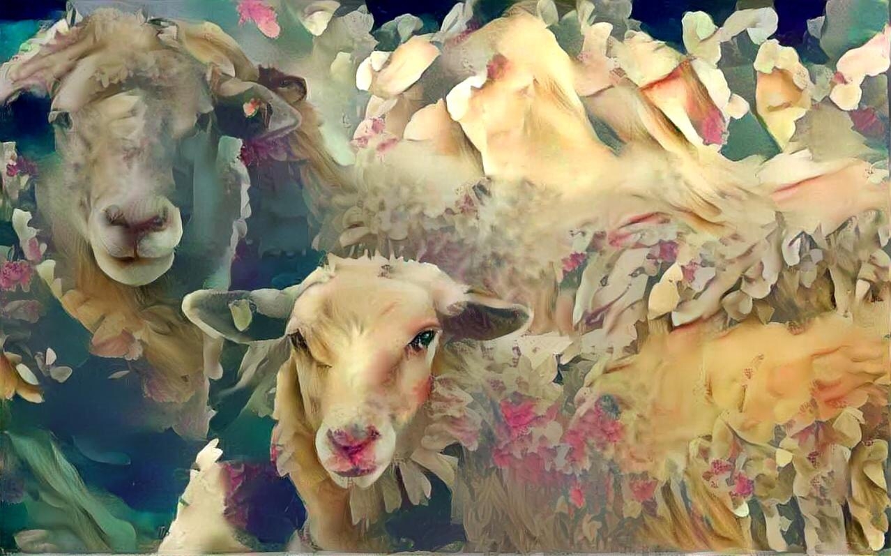 Sheep_5219
